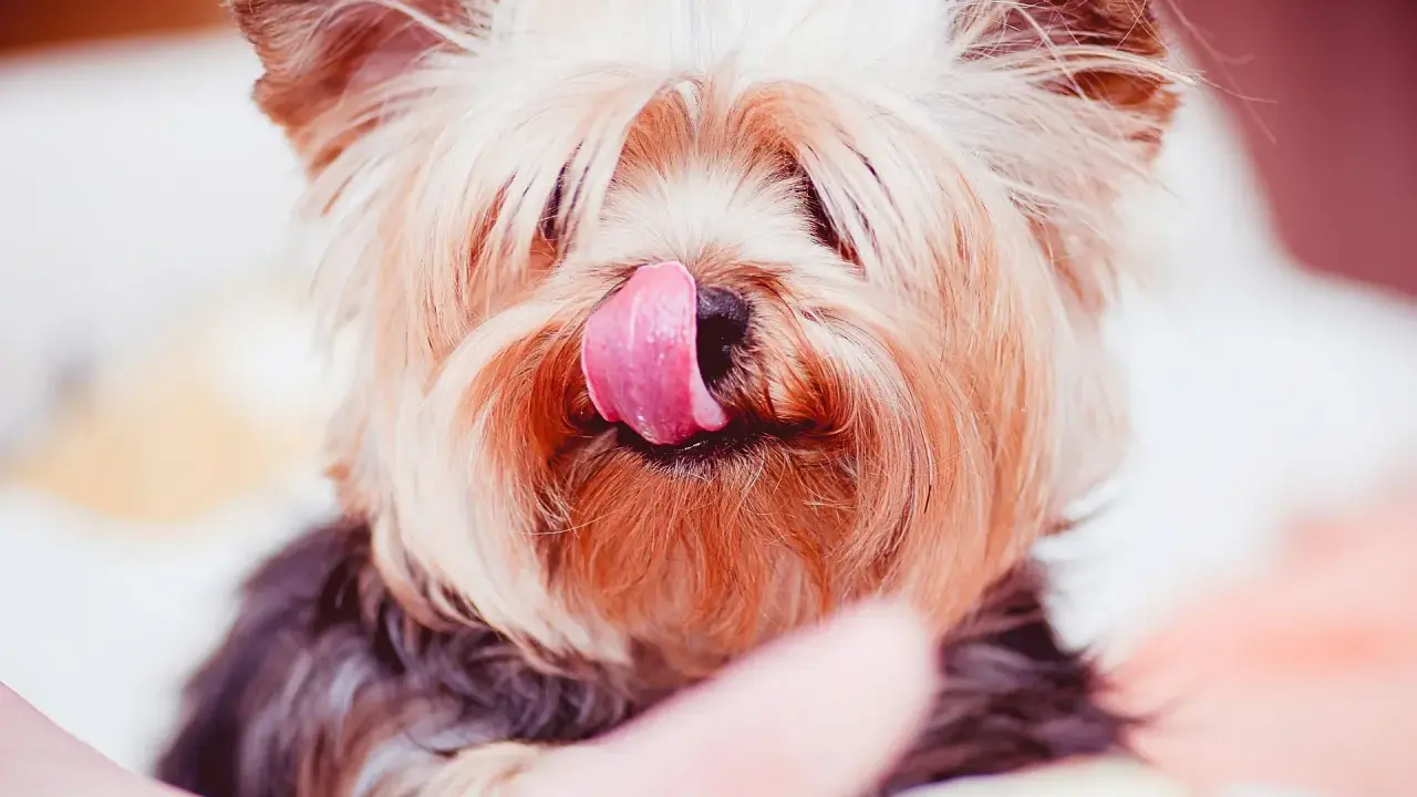 Söt yorkshireterrier slickar sig om munnen. Tänk på att xylitol är farligt för hundar, så undvik att ge dem sötsaker med det.