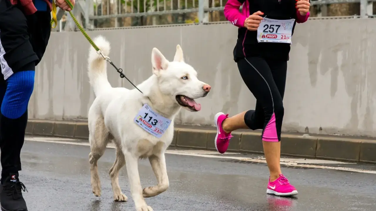 En vit hund med blå ögon, en riktig spring hund, deltar i ett lopp med sin förare.