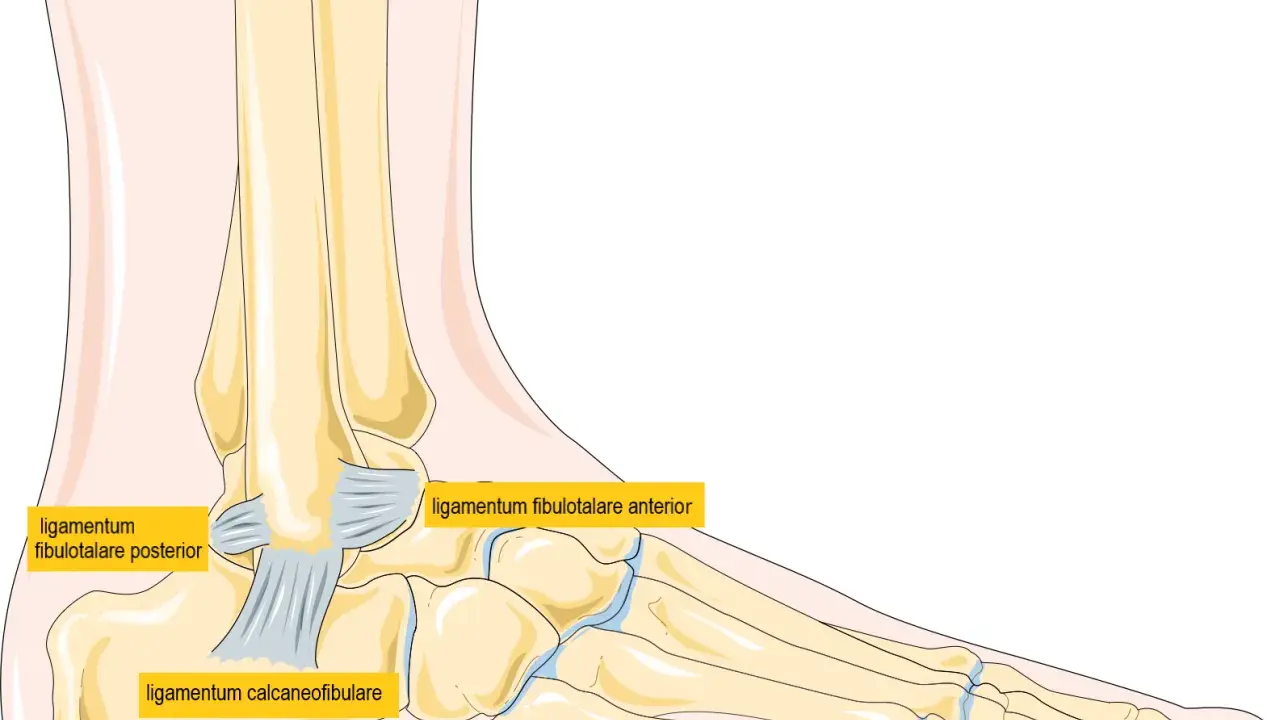 Illustration av fotens ligament. Ligamentum fibulotalare anterior, posterior och ligamentum calcaneofibulare visas. Kan vara bra att veta om man trampar snett.