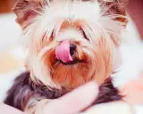 Söt yorkshireterrier slickar sig om munnen. Tänk på att xylitol är farligt för hundar, så undvik att ge dem sötsaker med det.