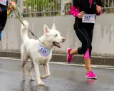 En vit hund med blå ögon, en riktig spring hund, deltar i ett lopp med sin förare.