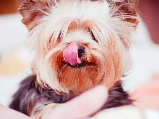 Söt yorkshireterrier slickar sig om munnen. Tänk på att xylitol är farligt för hundar, så undvik att ge dem sötsaker med det.