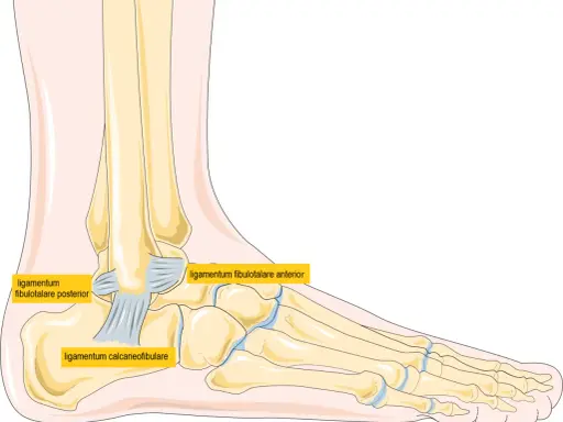 Illustration av fotens ligament. Ligamentum fibulotalare anterior, posterior och ligamentum calcaneofibulare visas. Kan vara bra att veta om man trampar snett.
