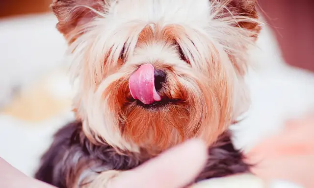 Söt yorkshireterrier slickar sig om munnen. Tänk på att xylitol är farligt för hundar, så undvik att ge dem sötsaker med det.