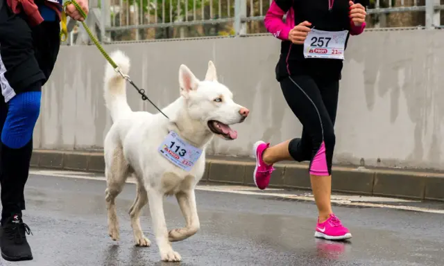 En vit hund med blå ögon, en riktig spring hund, deltar i ett lopp med sin förare.