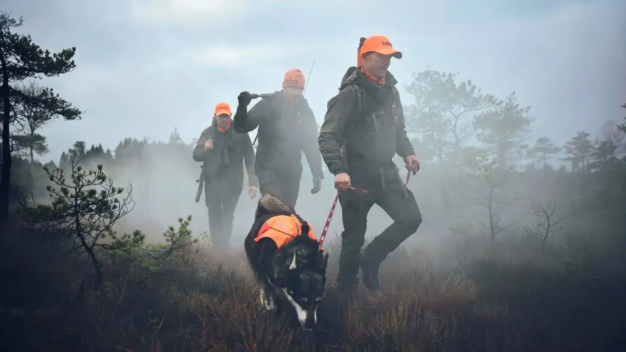 Jägare med orange mössor och en hund med reflexväst går genom dimmig skog.