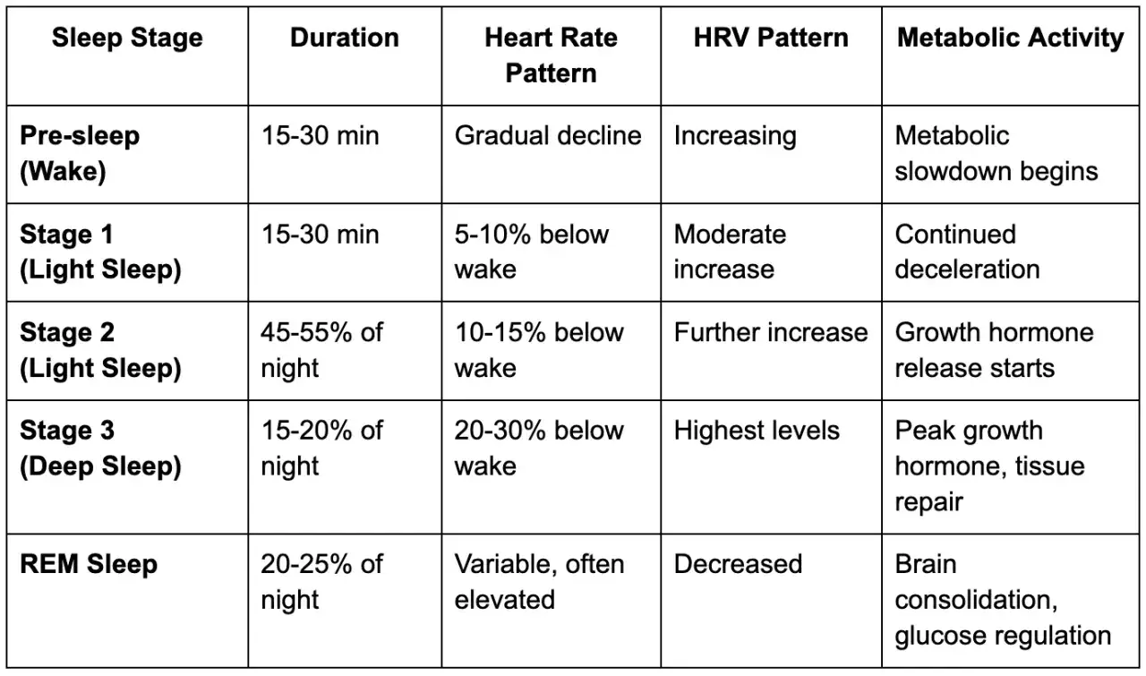 Tabell som visar s&ouml;mnstadier, varaktighet, hj&auml;rtfrekvensm&ouml;nster, HRV och metabolisk aktivitet. En vilopuls p&aring; 40 kan indikera god kondition.